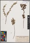 Foto von Salix aurita L. x Salix repens L.